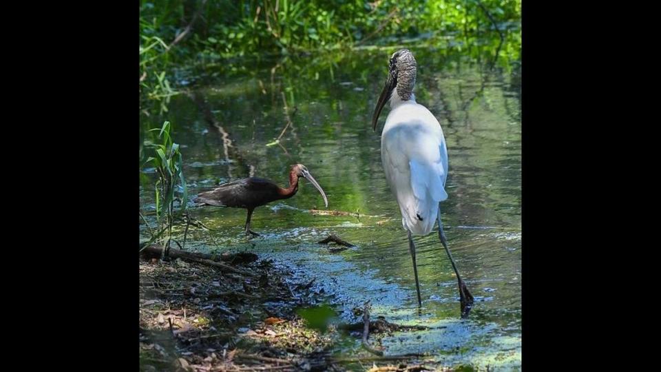 A glossy ibis, left, hangs out with a wood stork recently at Cypress Wetlands in Port Royal.