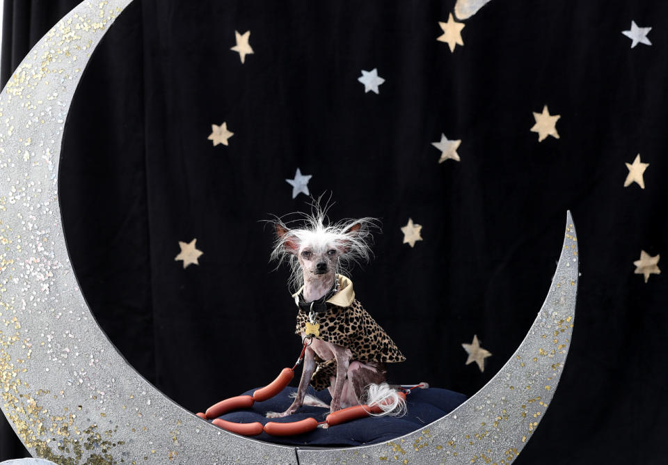 <p>A Chinese Crested dog named Rascal Deux poses on a moon-shaped prop during the 2016 World’s Ugliest Dog contest. (Justin Sullivan/Getty Images)</p>