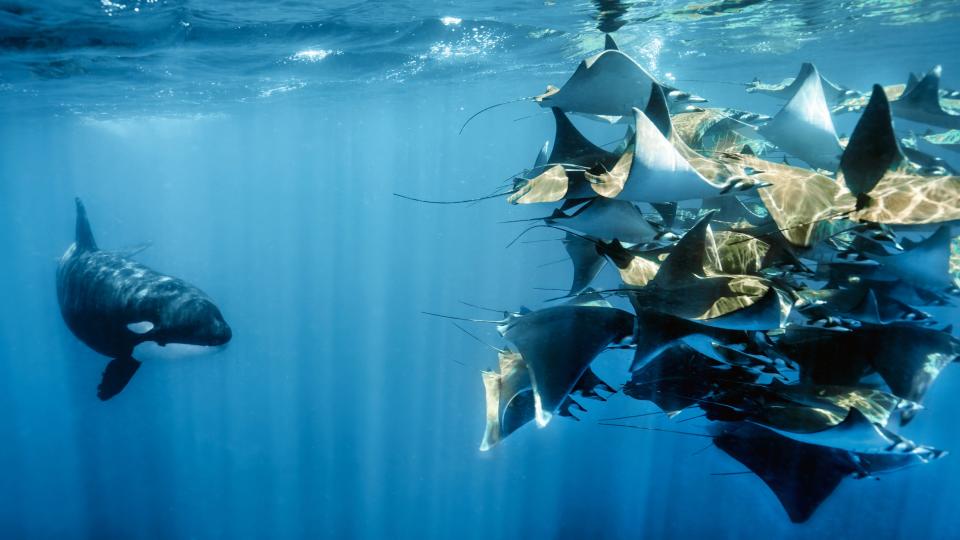 An orca hunts down a group of mobula rays in the Gulf of California – Filmed underwater for the first time, this pod of specialist ray hunters use teamwork and their superior intelligence to corral and exhaust the rays, making them easier to catch.