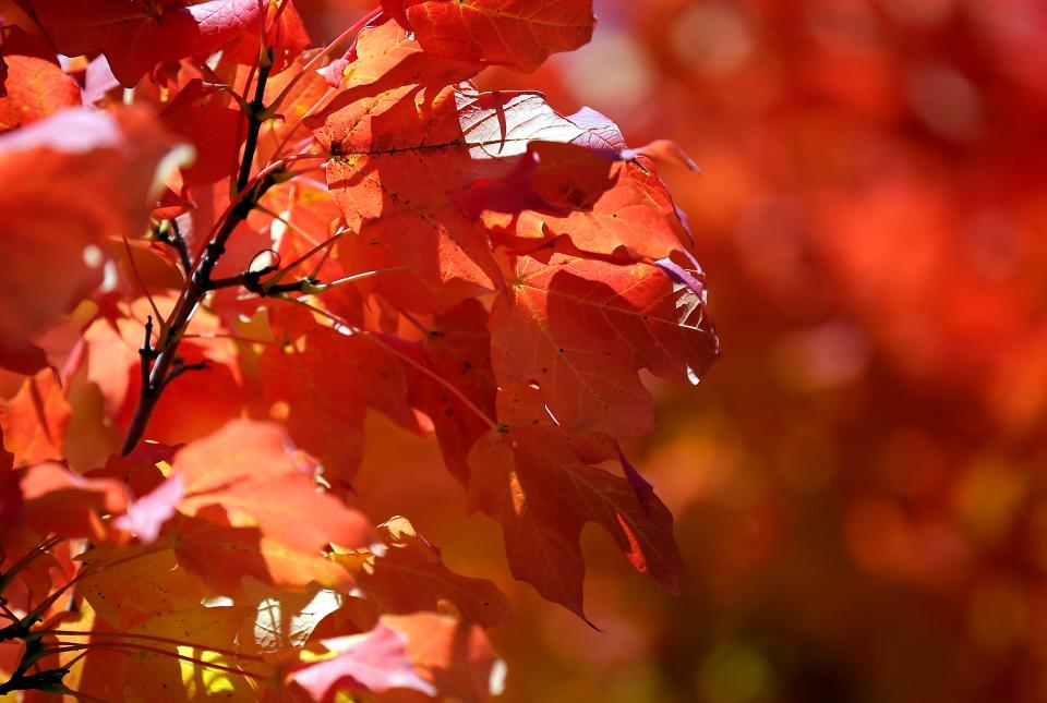 Fall colors are seen at the 1000 Islands Environmental Center in Kaukauna.