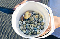 八月是海蜆當造季節，部分蜆有半個手掌般大。