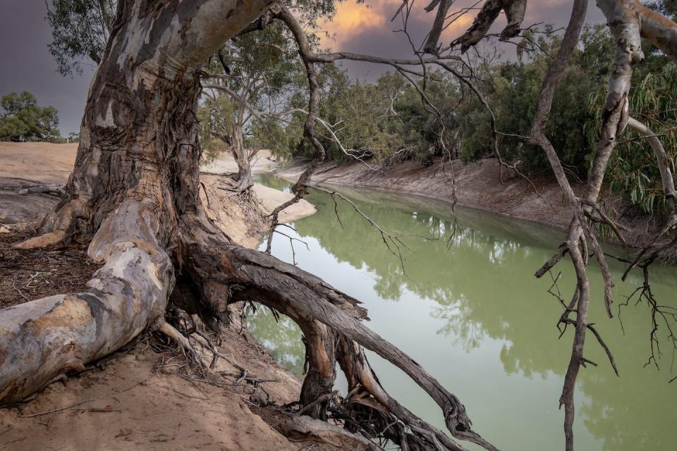 River red gums rely on periodic flooding. Without floodwaters, they can die. Shutterstock