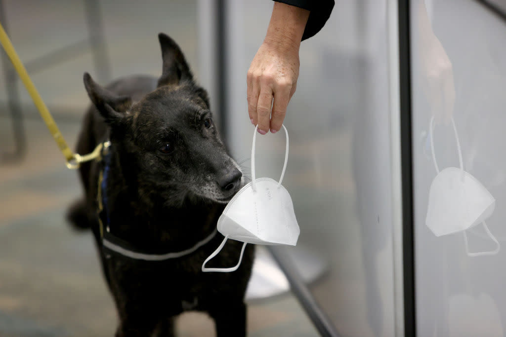 Miami International Airport Tests Use Of Covid-19 Detecting Dogs