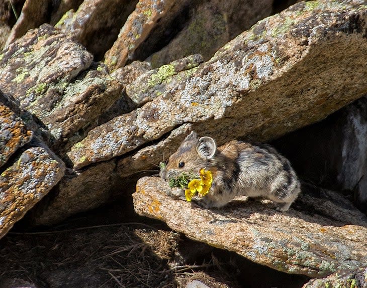 Pika-Boo-Quet - Pika with tundra flowers, Rocky Mountain National Park