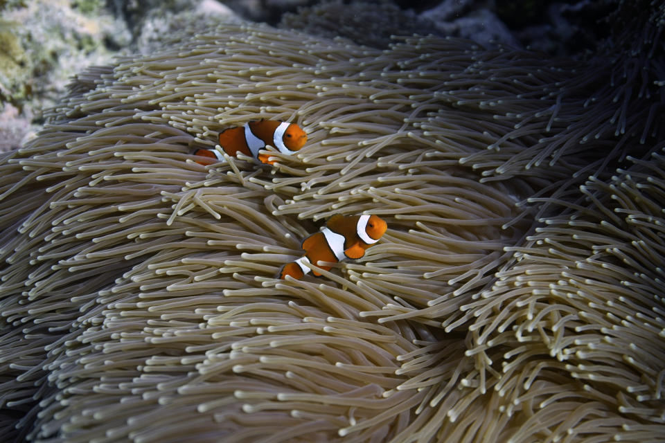 Two clownfish swim in an anemone on Moore Reef in Gunggandji Sea Country off the coast of Queensland in eastern Australia on Nov. 13, 2022. The Great Barrier Reef, battered but not broken by climate change impacts, is inspiring hope and worry alike as researchers race to understand how it can survive a warming world. (AP Photo/Sam McNeil)