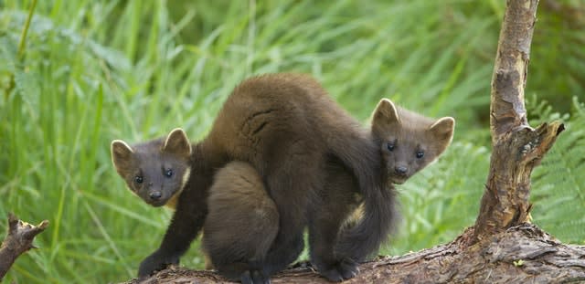 Pine martens in England