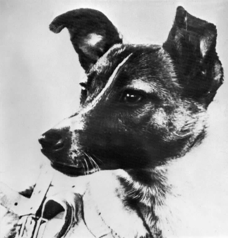 Laika, a former street dog, made history by blasting off in to space on a one-way journey as the first living creature to go into orbit
