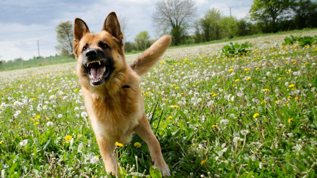  Dog barking in the field. 