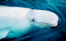 Belugas, like other Arctic whales, do not have dorsal fins (a dorsal fin causes extra heat loss and would be a major hindrance in the arctic ice), but they do have a tough dorsal ridge. They also have a thick layer of blubber that insulates them from the icy arctic waters. © Kevin Schafer / WWF-Canon <br> <a href="http://www.worldwildlife.org/what/wherewework/arctic/" rel="nofollow noopener" target="_blank" data-ylk="slk:To learn more visit worldwildlife.org/arctic;elm:context_link;itc:0;sec:content-canvas" class="link ">To learn more visit worldwildlife.org/arctic</a>