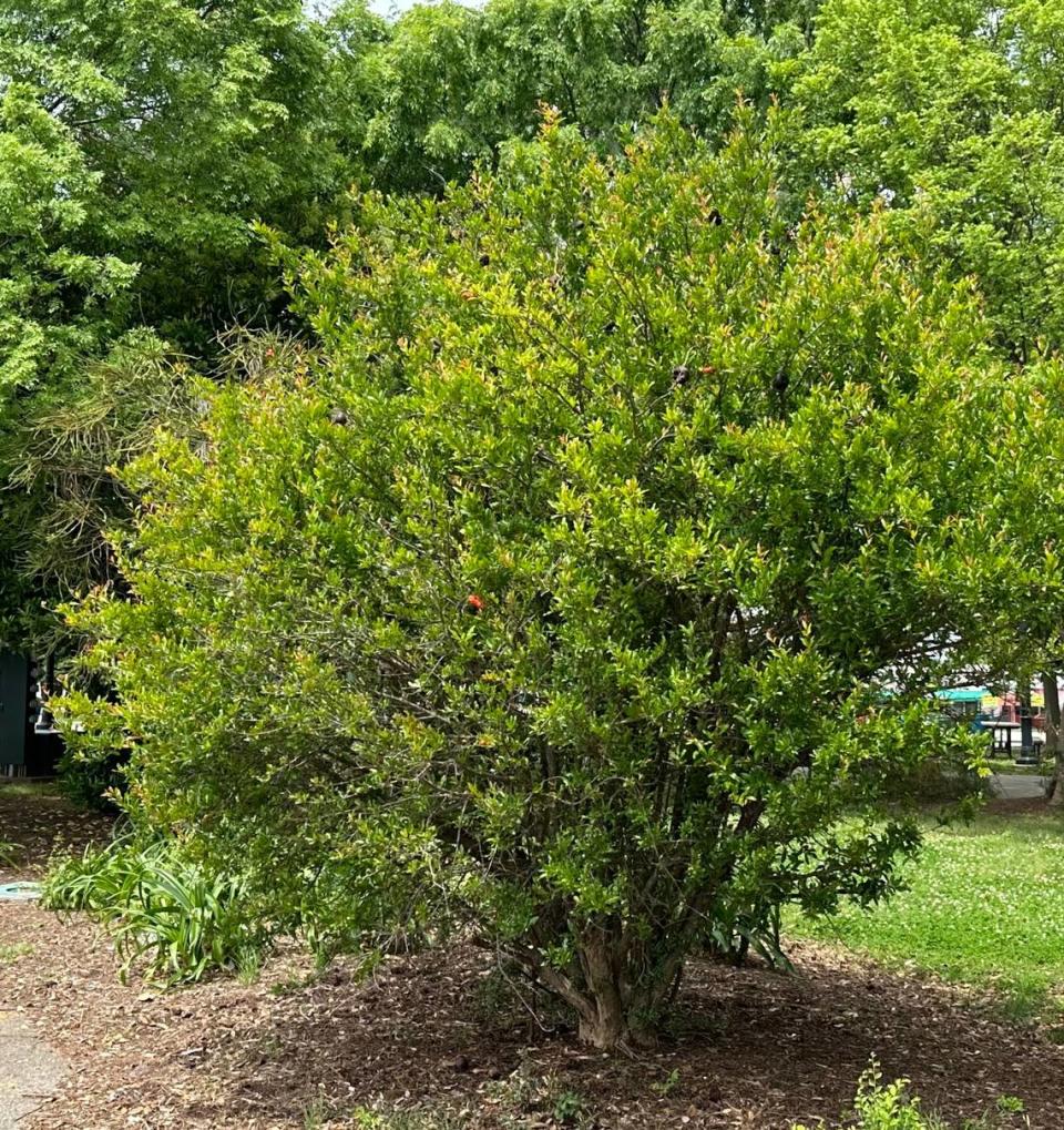 Reader Kimberly Benou’s favorite tree in the Triangle is in Raleigh.