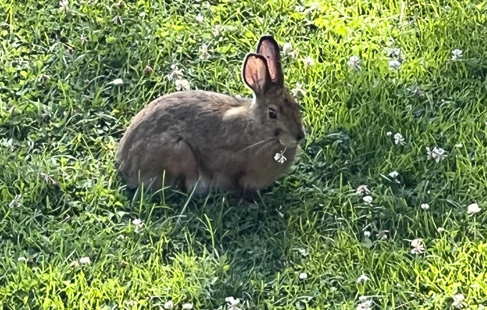 This July 17, 2022, image provided by Jessica Damiano shows a rabbit munching on clover in Twin Mountain, N.H. (Jessica Damiano via AP)