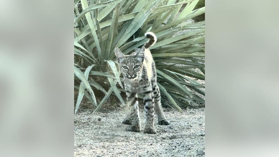 <div>Adorable! But, stay away! Brooke Amezquita captured this photo of a bobcat in her Scottsdale front yard</div>