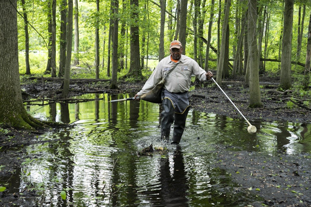 Morris County Mosquito Control inspector Walter Jones looks for evidence of mosquito larvae in stands of swampy water in Lincoln Park. This vernal swamp is the perfect breeding ground for mosquitoes. He carries a bag of larvicide across his shoulder, which is made from a type of bacteria commonly found in soil and is attached to ground up corn cobs. This larvicide only affects mosquitoes, not even the other creatures in the vernal pools.