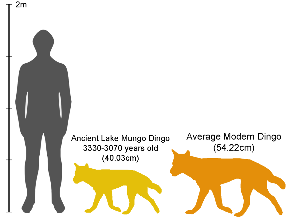 A chart showing the size difference between a human and the two fossilised dingo specimens. 