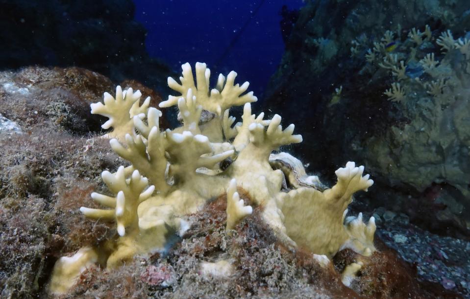 Bleached coral is visible during a scuba dive at the Flower Garden Banks National Marine Sanctuary in the Gulf of Mexico Sunday, Sept. 17, 2023, in the Gulf of Mexico. The sanctuary had some moderate bleaching this year but nothing like the devastation that hit other reefs during the summer's record-breaking heat. (AP Photo/LM Otero)