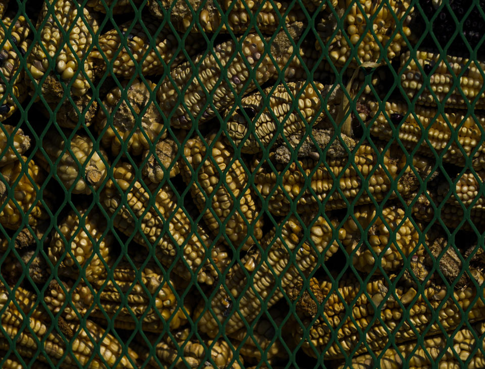 Yellow native corn cobs, to be used for making tortillas, are stored in a restaurant's warehouse, in Apizaco, Mexico, Thursday, May 18, 2023. Heirloom varieties make up far less than 1% of total domestic corn production in Mexico. (AP Photo/Fernando Llano)