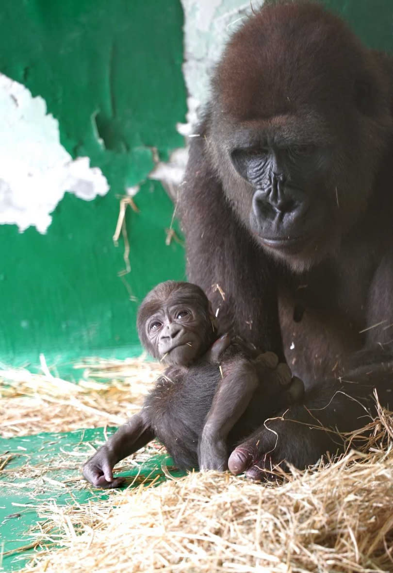 （圖／台北市立動物園提供）