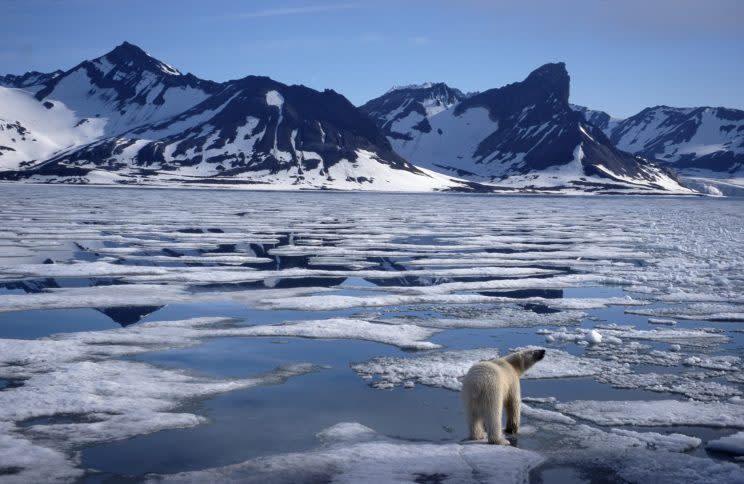 Polar bear walking on pack ice floatin in the Arctic ocean on the North Pole at Svalbard / Spitsbergen, Norway. (Photo: Arterra/UIG via Getty Images)