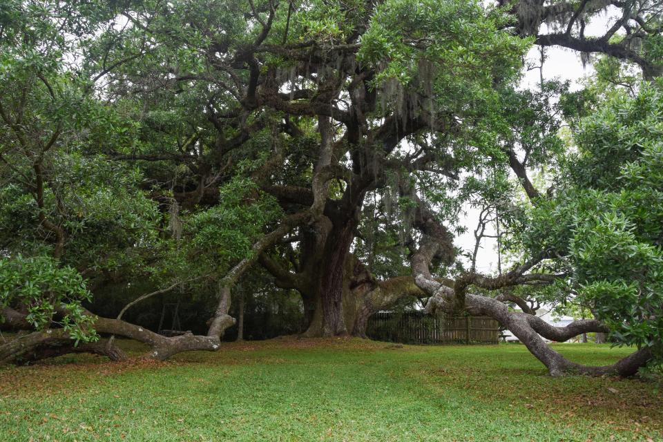 The Ruskin Oak in Ocean Springs is considered the largest live oak in the city and is estimated to be about 350 years old to 400 years old.