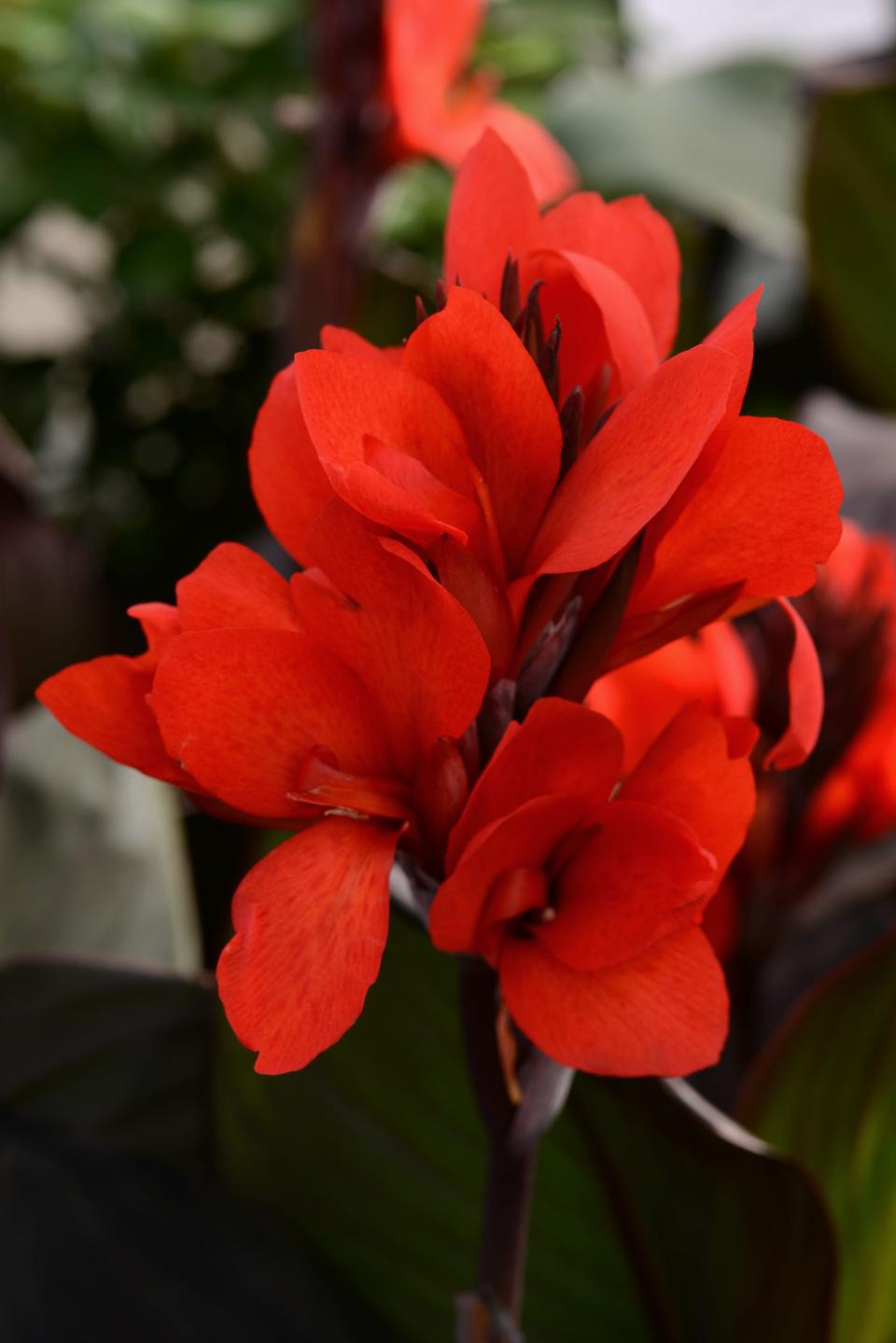Cannova Bronze Scarlet canna blooms earlier than other cannas, sporting showy flowers and ornamental foliage from May through October.