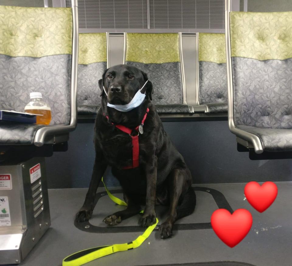 Eclipse, a dog who gained notoriety for riding Seattle’s city bus alone, is pictured in March 2020. She died in her sleep at the age of 10 on Friday, October 14, 2022, according to her owner Jeff Young.