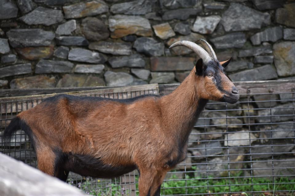 An oberhasli goat, Alpine, in the domestic animal exhibit at the Western North Carolina Nature Center in East Asheville.