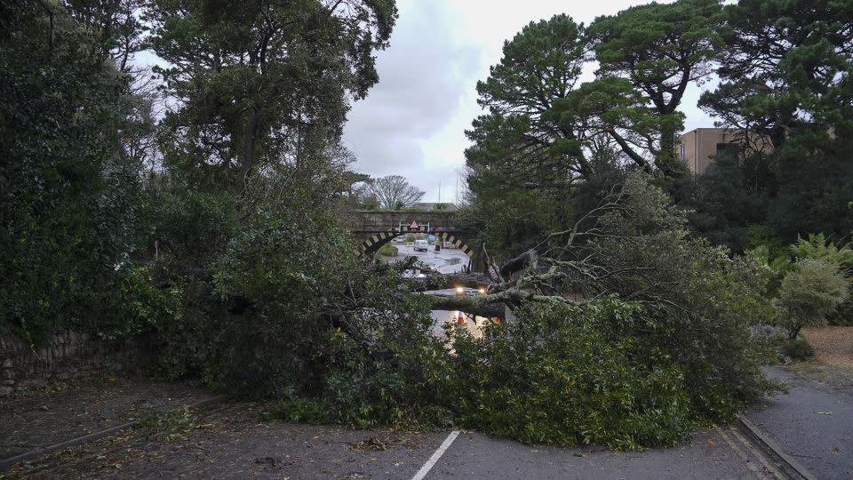 A tree brought down by Storm Ciarán overnight blocking the road at Castle Hill on November 2, 2023 in Falmouth, Cornwall, England. - Hugh Hastings/Getty Images