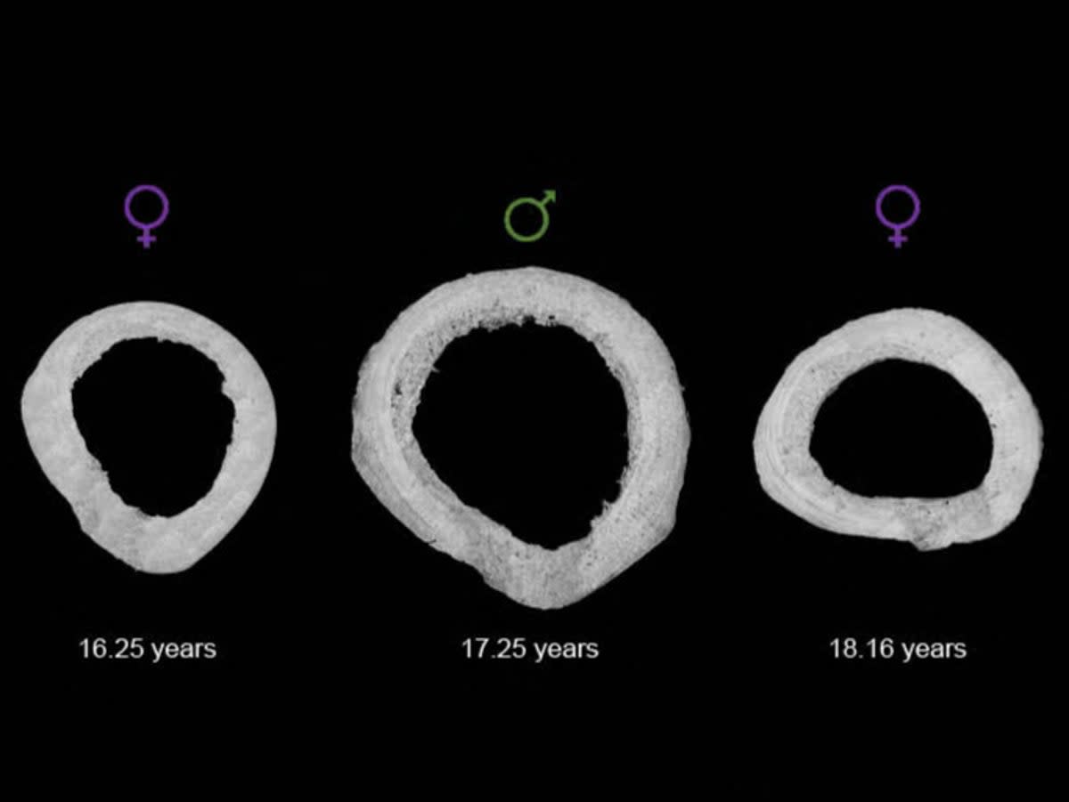 Scientists experimented on the lamellar bones of primates from a Puerto Rico research station (SWNS)