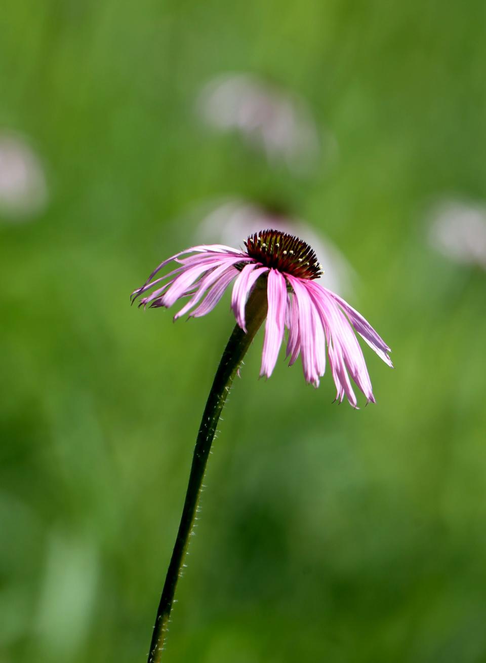 A pale purple coneflower is seen in a prairie at the home of Jean and Weedman in the Town of Eagle.