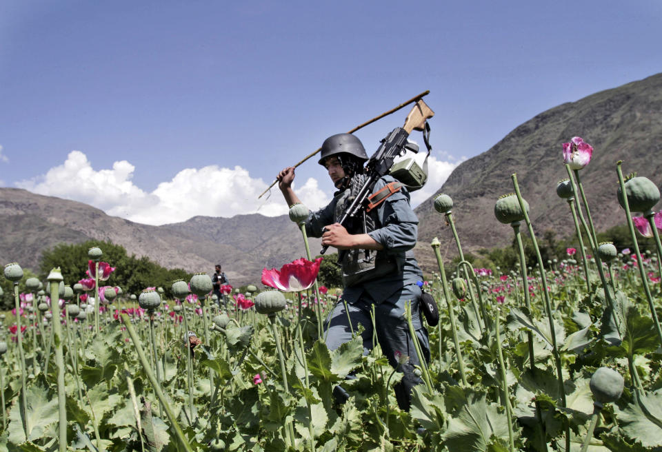 FILE - An armed Afghan policemen destroys an opium poppy field in Noorgal, Kunar province, east of Kabul, Afghanistan on April 13, 2013. Afghanistan is the world’s fastest-growing maker of methamphetamine, a report from the United Nations drug agency said Sunday, Sept. 10, 2023. The country is also a major opium producer and heroin source, even though the Taliban declared a war on narcotics after they returned to power in August 2021. (AP Photo/Rahmat Gul, File)