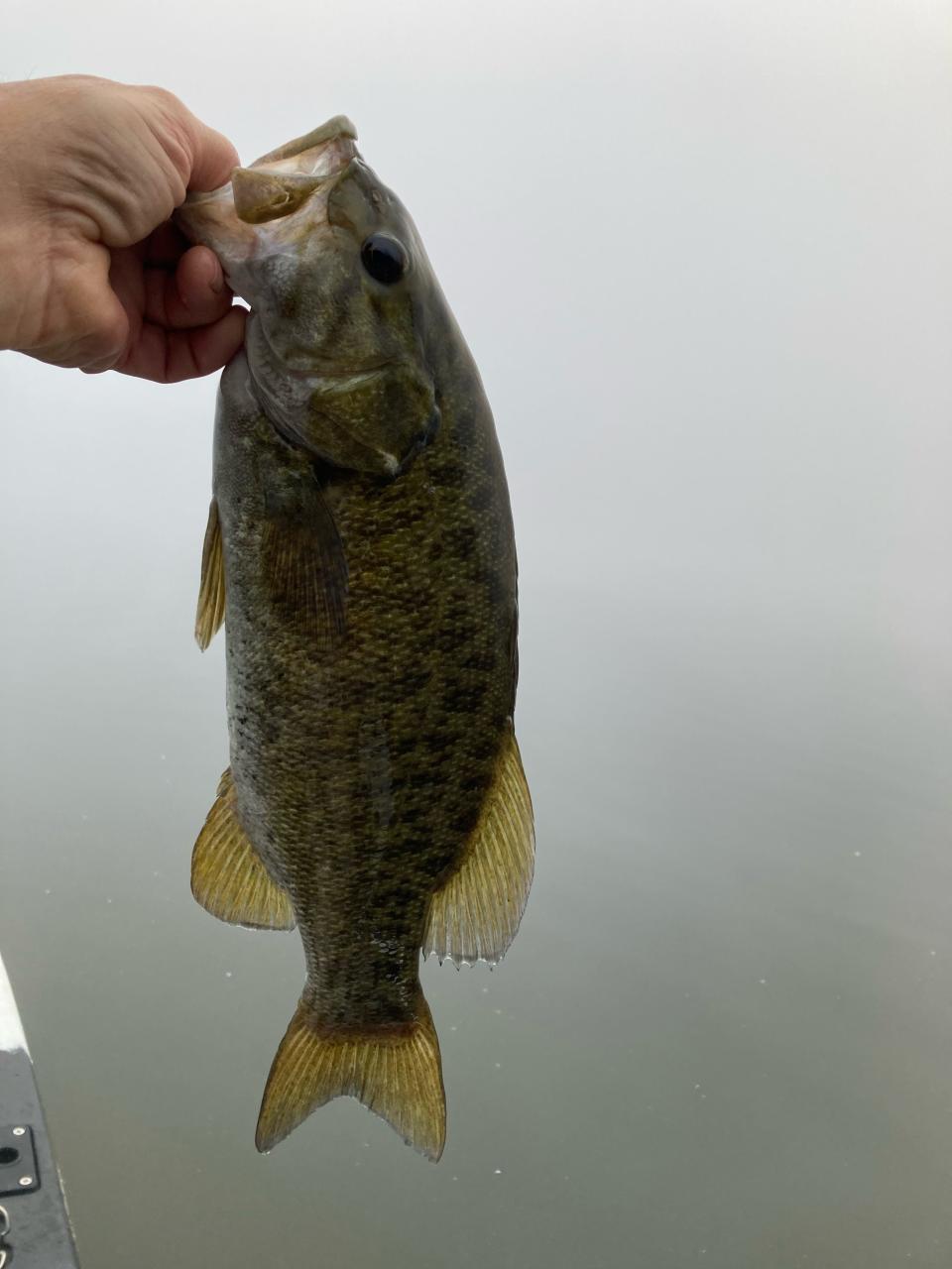 Outdoor correspondent Art Holden caught this nice smallmouth bass one foggy morning while fishing the Allegheny Reservoir in Pennsylvania.