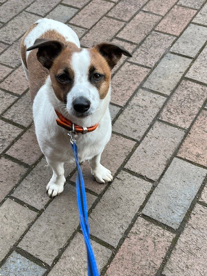 Jack Russell ‘Mouse’, who went missing during a walk at Gerrards Cross Golf Club, Buckinghamshire, on December 3 (Anne Maynard/PA Wire)