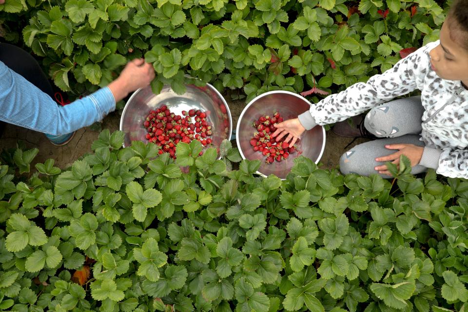 Sharon Kadell and granddaughter Ella Johnson, 9, pick strawberries at Fordyce Farm in Salem in July 2020.
(Photo: BRIAN HAYES / STATESMAN JOURNAL)