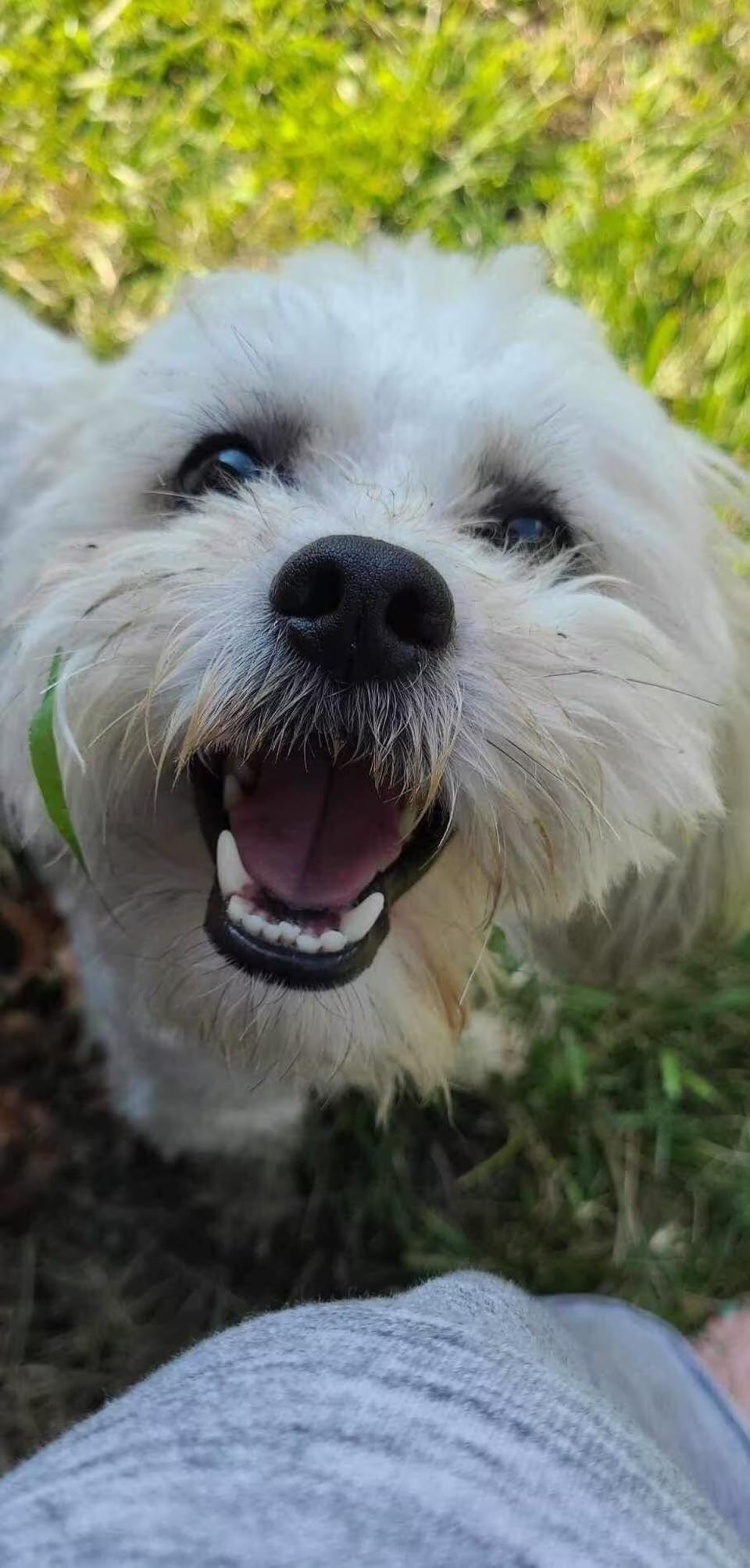 Teddy a 13-pound disabled Shih Tzu was shot dead by a police officer - as the internet is now demanding the cop’s resignation (Nicholas Hunter/KOMU)