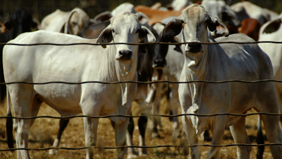 Cattle in the northern part of Australia looking through a fence.