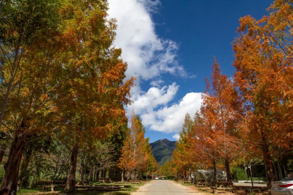 [Limited-Time 40% Off]    Observación de arces 2023: excursión de un día a las plantaciones Wuling y Foshushan (privada/compartida) desde Taipei |  Taiwán.  (Foto: KKday SG)