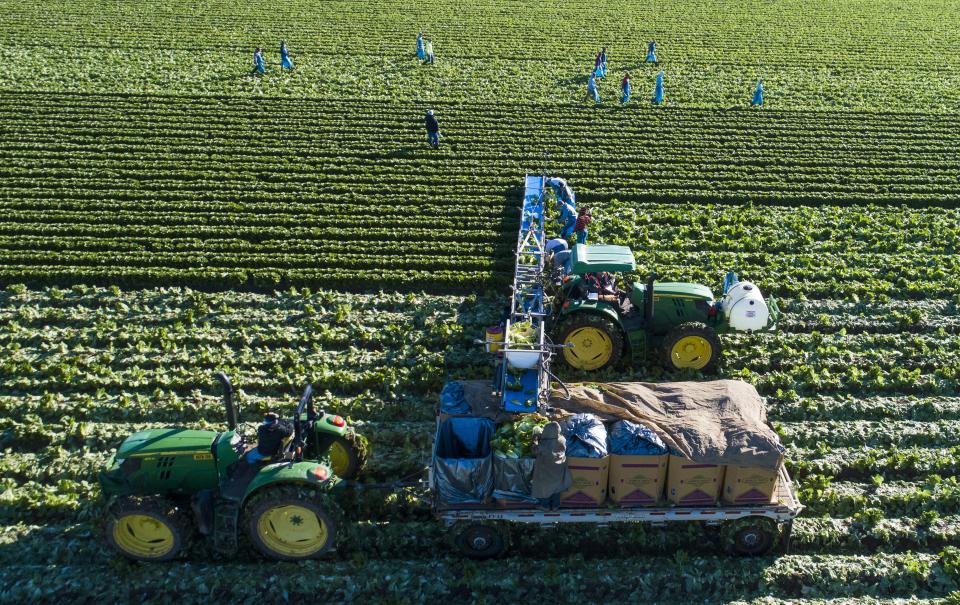 Desert Premium Farms workers pick romaine lettuce in Wellton, Arizona. For two decades, romaine has been consumers' top choice of lettuce.