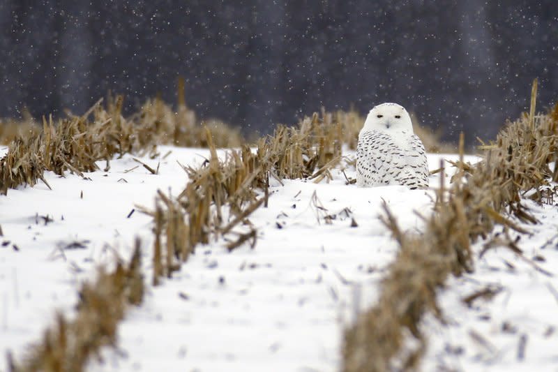 雪地裡的野生雪鴞。（美聯社）
