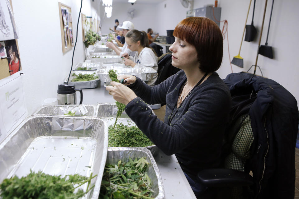 In this Dec. 5, 2013 photo, workers process marijuana in the trimming room at the Medicine Man dispensary and grow operation in northeast Denver. Colorado prepares to be the first in the nation to allow recreational pot sales, opening Jan. 1. (AP Photo/Ed Andrieski)