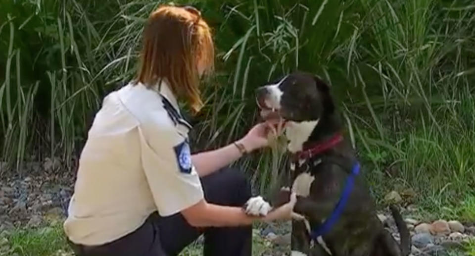 Jaboo is currently being cared for by the RSPCA. He is pictured with inspector Rebecca Neilsen. Source: 7 News