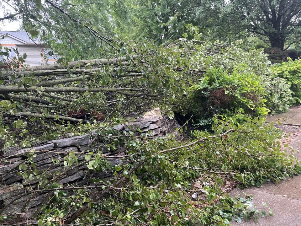 A tree damaged Thursday afternoon outside an apartment complex in Bloomington.