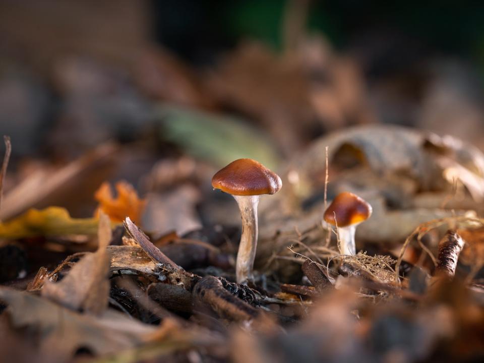 Psilocybe cyanescens, a species of psychedelic mushrooms