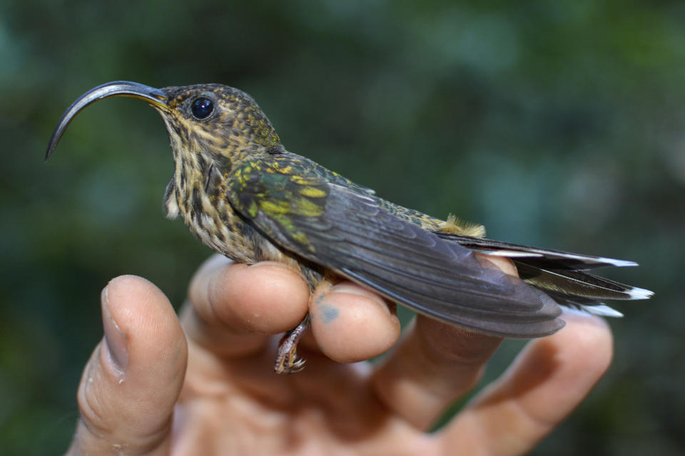 This photo provided by researchers shows a white-tipped sicklebill (Eutoxeres aquila) in San Vito, Costa Rica, in February 2018. Though a forest specialist, this bird often ventures into diversified farms in search of specific flower species that match the shape of its bill. (J. Nicholas Hendershot via AP)