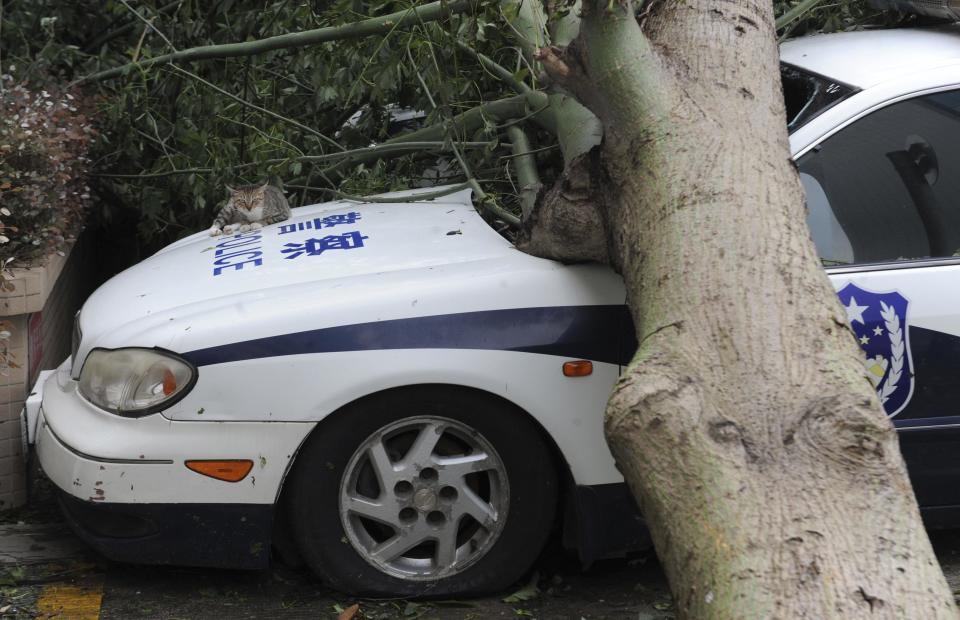 A cat lies on a police car which is damaged by a fallen tree after Typhoon Usagi hit Shanwei, Guangdong province