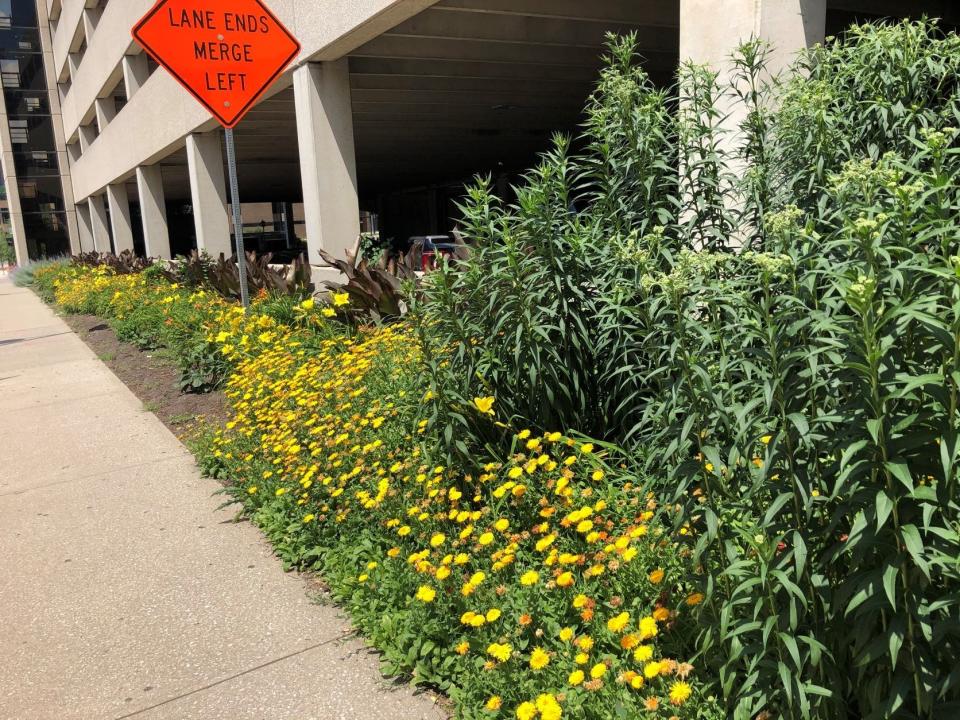 This is last year’s plantings along the Iowa City Capitol Street parking garage. Linda Schreiber first planted daylilies in 2011 as they are a sturdy street plant.
