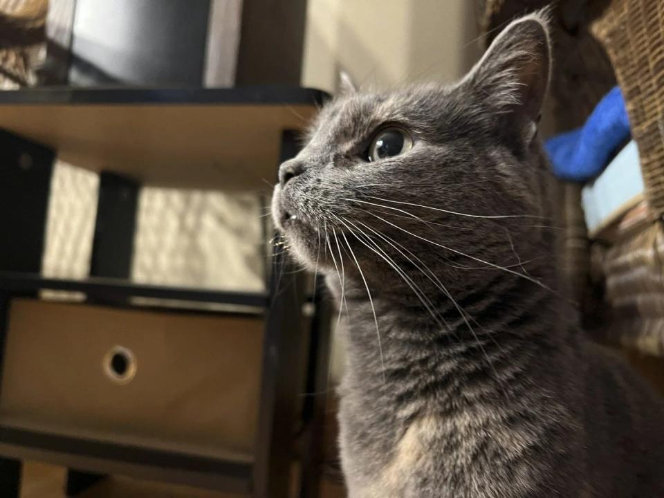 This image taken from video shows Lola-Pearl looking into the camera during an Amputees Coming Together Informing Others' Needs meeting on Monday, Dec. 11, 2023, in Troy, Ohio.