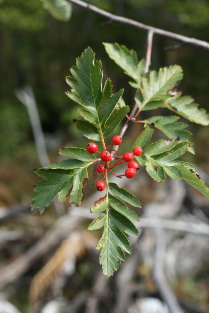 In this undated handout photo provided by International Union for Conservation of Nature, an endangered Sorbus bosniaca is seen in Bosnia and Herzegovina. An international conservation group is warning that more than half of the trees in Europe that exist nowhere else in the world are threatened with extinction. The International Union for the Conservation of Nature says in their latest assessment of Europe’s biodiversity that 58% of the 454 trees species native to the continent are threatened, and 15% are “critically endangered” - one step away from extinction. (Faruk Bogunic/IUCN via AP)