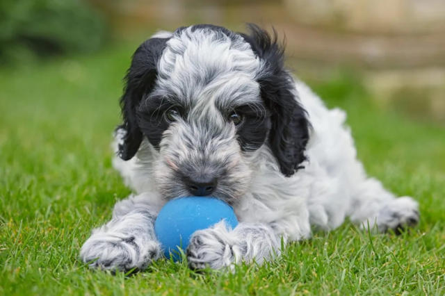 cockapoo puppies