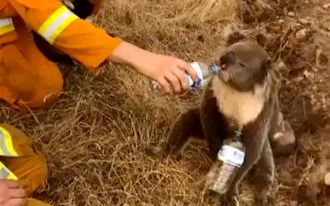 A koala drinks water from a bottle given by a firefighter in Cudlee Creek, South Australia - Credit: AP