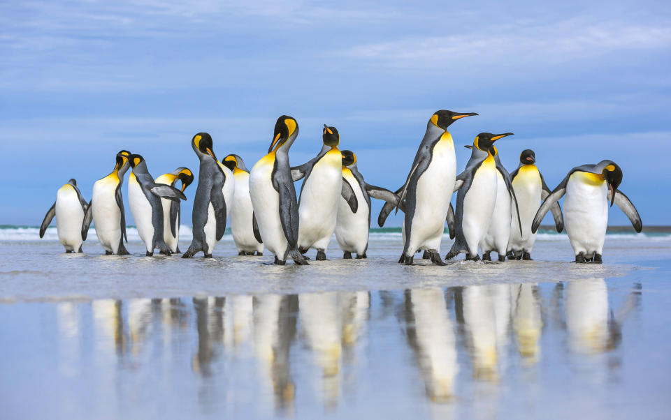 Breathtaking shots of king penguins marching in golden sunrise